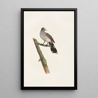 Les pigeons Pl64 - Coenraad Jacob Temminck — framed artwork on a wall
