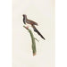 Les pigeons Pl66 - Coenraad Jacob Temminck — artwork view