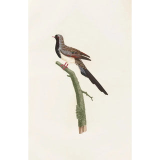Les pigeons Pl66 - Coenraad Jacob Temminck — artwork view