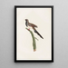 Les pigeons Pl66 - Coenraad Jacob Temminck — framed artwork on a wall