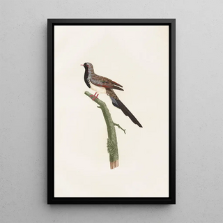 Les pigeons Pl66 - Coenraad Jacob Temminck — framed artwork on a wall