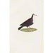 Les pigeons Pl67 - Coenraad Jacob Temminck — artwork view