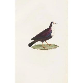 Les pigeons Pl67 - Coenraad Jacob Temminck — artwork view