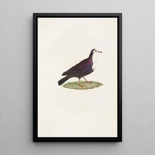 Les pigeons Pl67 - Coenraad Jacob Temminck — framed artwork on a wall