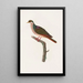 Reproduction of the painting of Les pigeons Pl68 - Coenraad Jacob Temminck