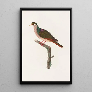 Reproduction of the painting of Les pigeons Pl68 - Coenraad Jacob Temminck