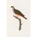 Reproduction of the painting of Les pigeons Pl68 - Coenraad Jacob Temminck