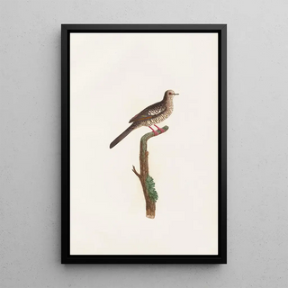 Reproduction of the painting Les pigeons Pl71 - Coenraad Jacob Temminck