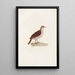 Reproduction of the painting Les pigeons Pl75 - Coenraad Jacob Temminck