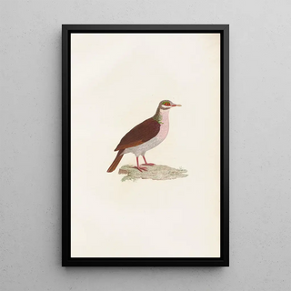 Reproduction of the painting Les pigeons Pl75 - Coenraad Jacob Temminck