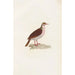 Reproduction of the painting Les pigeons Pl75 - Coenraad Jacob Temminck