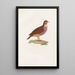 Reproduction of the painting of Les pigeons Pl76 - Coenraad Jacob Temminck
