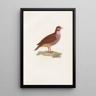 Reproduction of the painting of Les pigeons Pl76 - Coenraad Jacob Temminck