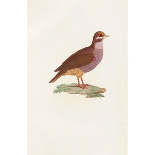 Reproduction of the painting of Les pigeons Pl76 - Coenraad Jacob Temminck