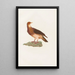 Reproduction of the painting of The Pigeons Pl77 - Coenraad Jacob Temminck