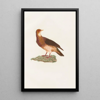 Reproduction of the painting of The Pigeons Pl77 - Coenraad Jacob Temminck