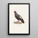 Les pigeons Pl82 - Coenraad Jacob Temminck — framed artwork on a wall