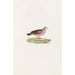Les pigeons Pl87 - Coenraad Jacob Temminck — artwork view