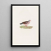 Les pigeons Pl87 - Coenraad Jacob Temminck — framed artwork on a wall
