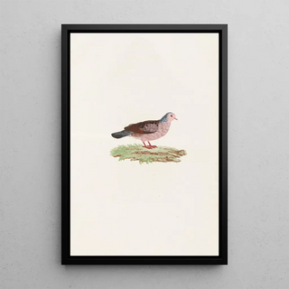 Les pigeons Pl87 - Coenraad Jacob Temminck — framed artwork on a wall