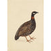 A Black Partridge - School of the Company — artwork view