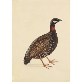 A Black Partridge - School of the Company — artwork view