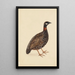 A Black Partridge - School of the Company — framed artwork on a wall