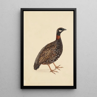 A Black Partridge - School of the Company — framed artwork on a wall