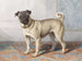 Portrait of the pug by Edwin vom Rath - Conradijn Cunaeus — artwork view