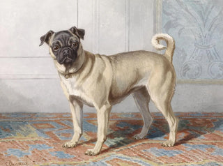 Portrait of the pug by Edwin vom Rath - Conradijn Cunaeus — artwork view