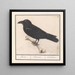 Raven Corvus corax - Anselmus Botius de Boodt — framed artwork on a wall