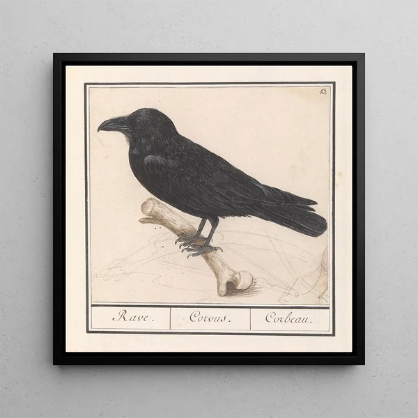 Raven Corvus corax - Anselmus Botius de Boodt — framed artwork on a wall