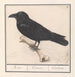 Raven Corvus corax - Anselmus Botius de Boodt — artwork view