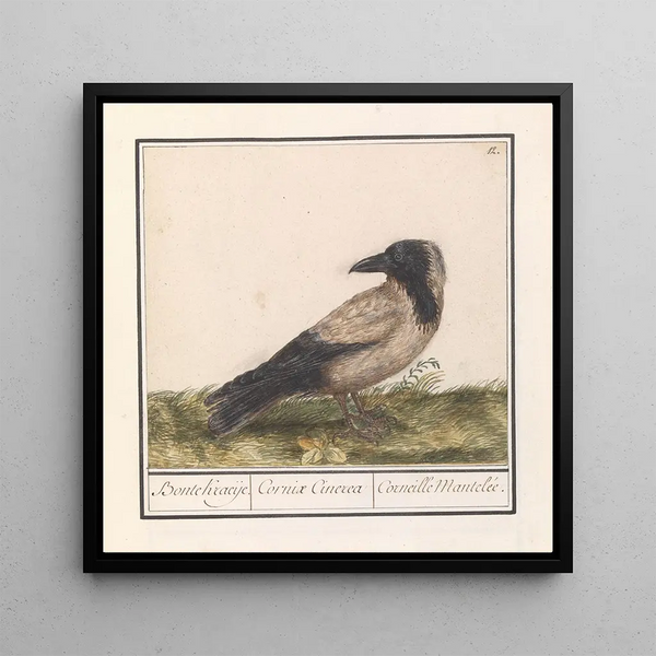 Crow colored Corvus cornix - Anselmus Botius de Boodt — wall display of the artwork