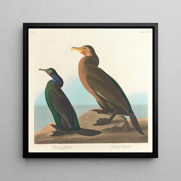Cormoran green violet - John James Audubon — framed artwork on a wall