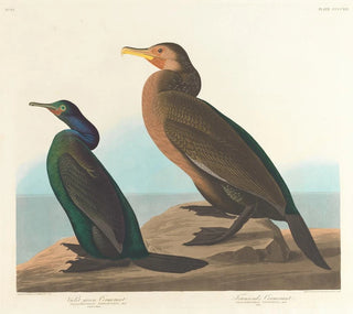 Cormoran vert violet - John James Audubon