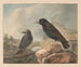 Two Starlings - Cornelis van Hardenbergh — artwork view