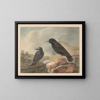 Two Starlings - Cornelis van Hardenbergh — framed artwork on a wall