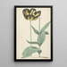 La tulipe Bizard Catafalque - Cornelis van Noorde — framed artwork on a wall