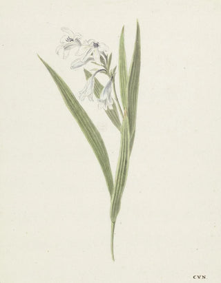 Fresia - Cornelis van Noorde — artwork view