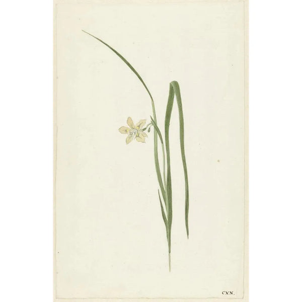 Iris Painting - Cornelis van Noorde — framed artwork on a wall