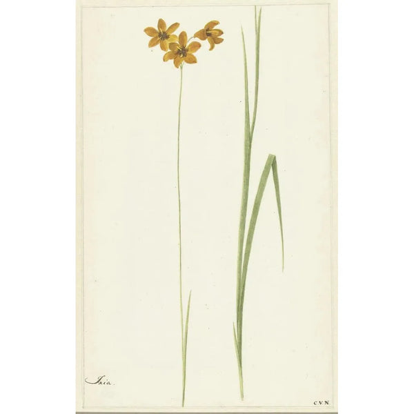 Ixia - Cornelis van Noorde — framed artwork on a wall