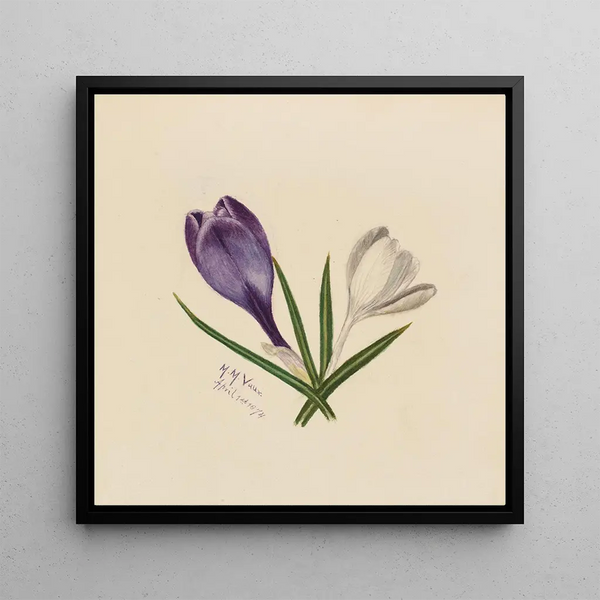 Crocus - Mary Vaux Walcott — framed artwork on a wall