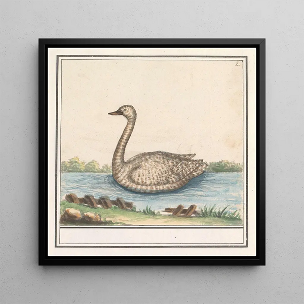 Swan Cygnus - Anselmus Botius de Boodt — framed artwork on a wall