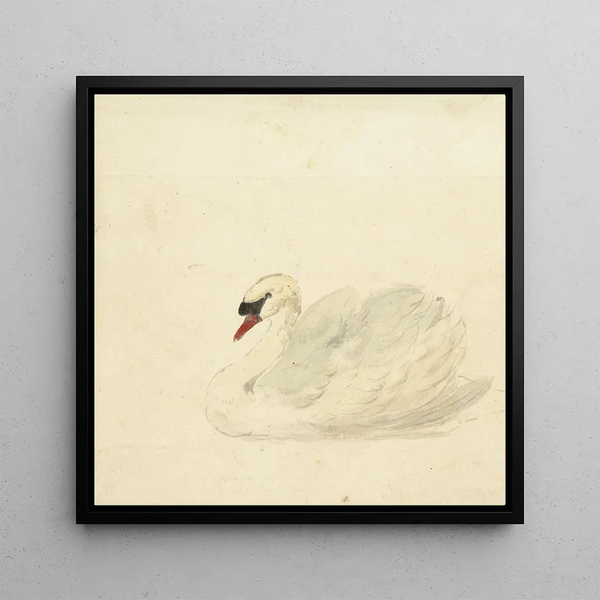 Cygne tuberculé - Aert Schouman — framed artwork on a wall