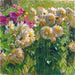 Dahlias - Carl Moll — artwork view