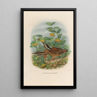 Reproduction of the painting A monograph of the Pittidae or family of anteaters Pl01 - Daniel Giraud Elliot