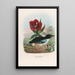 A monograph of the Ptilodactylidae or family of anteaters Pl02 - Daniel Giraud Elliot — framed artwork on a wall