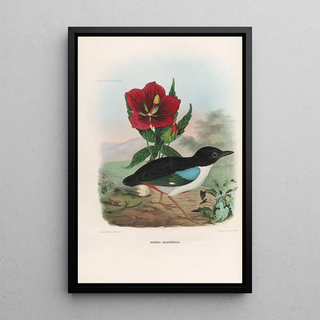 A monograph of the Ptilodactylidae or family of anteaters Pl02 - Daniel Giraud Elliot — framed artwork on a wall
