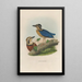 A monograph of the Pittidae or family of ant-eaters Pl05 - Daniel Giraud Elliot — framed artwork on a wall